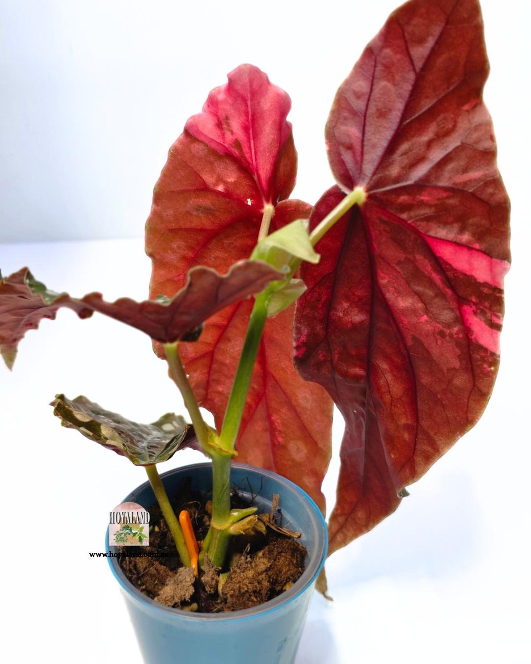 ❄️ Begonia Maculata Wightii Variegata (Large) — Hoyaland Rare